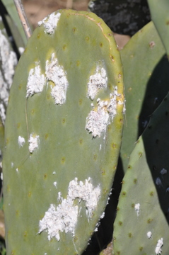 La Cochinilla del Carmin is destroying vast tracts of prickly pears